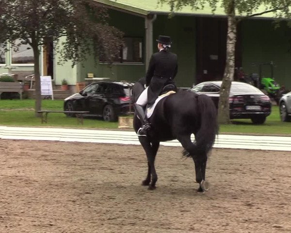 Reitturnier Wedel-Catharinenhof 2019