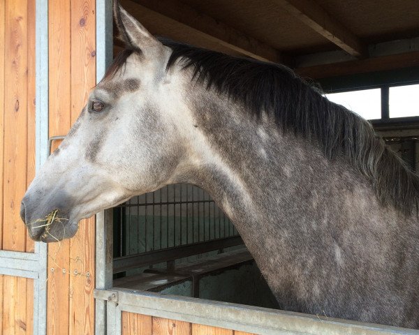 horse Alfonso (Mecklenburg, 2011, from Ampère)