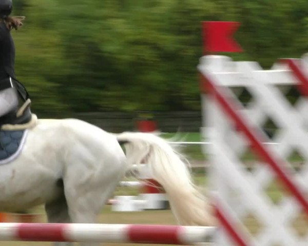 Reitturnier Wernigerode 2019