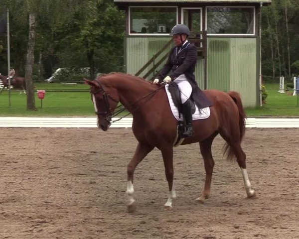 Reitturnier Wedel-Catharinenhof 2019