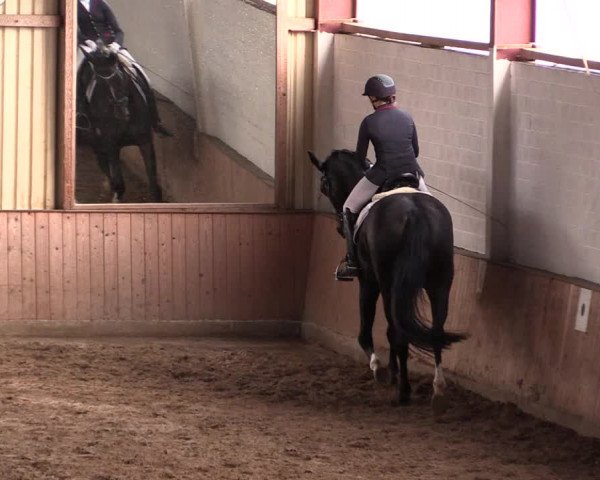 Reitturnier Lüdinghausen-Westrup 2019