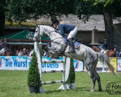 jumper Cronut S (Oldenburg show jumper, 2009, from Corlensky G)