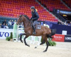 broodmare Yajamila (Swedish Warmblood, 2006, from Lux Z)