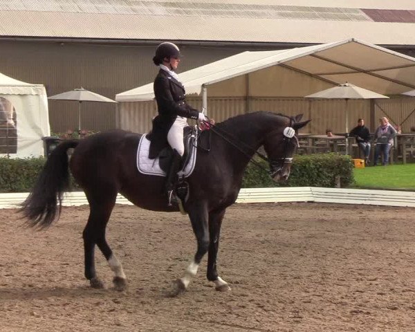 Reitturnier Wedel-Catharinenhof 2019