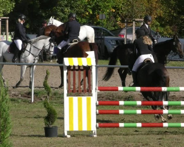 Reitturnier Wernigerode 2019