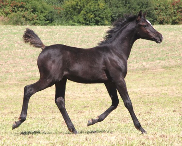 stallion GH Mahamadou (Arabian purebred, 2016, from Muddassir B' Mehamam)
