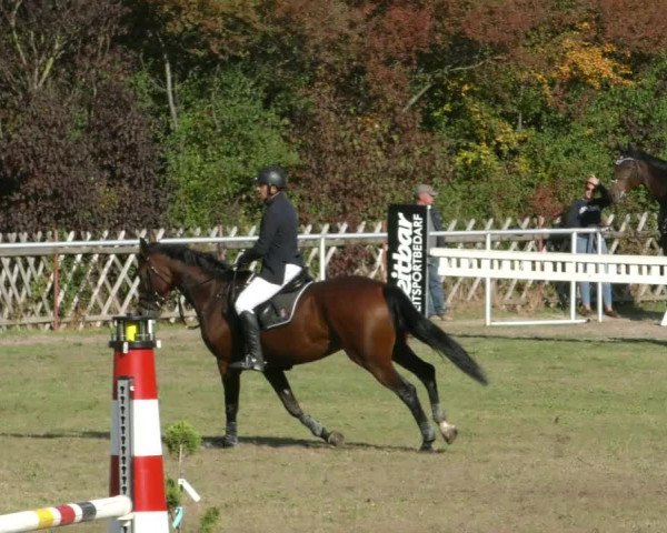 Reitturnier Wernigerode 2019