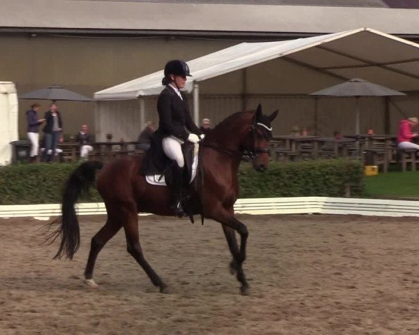 Reitturnier Wedel-Catharinenhof 2019