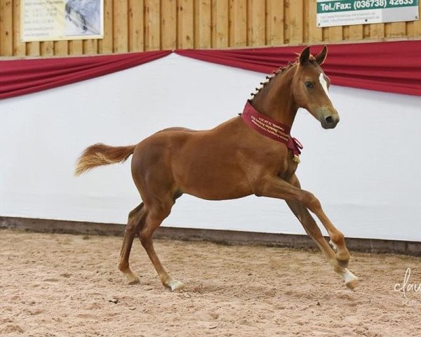 horse Great Grimaldi (German Riding Pony, 2019, from Hesselteichs Grimaldi)