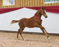 horse Great Grimaldi (German Riding Pony, 2019, from Hesselteichs Grimaldi)