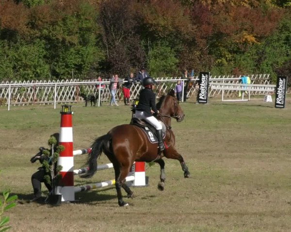Reitturnier Wernigerode 2019