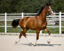 Springpferd Zirocco (Hannoveraner, 2016, von Zirocco Blue)