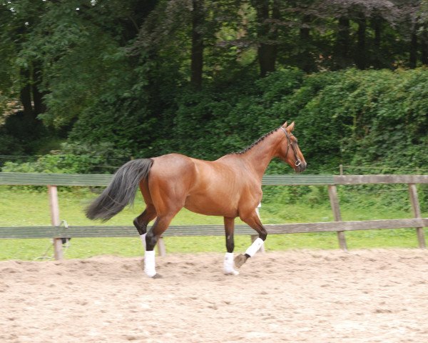 Pferd Antonio Z (Zangersheide Reitpferd, 2012, von Asca Z)