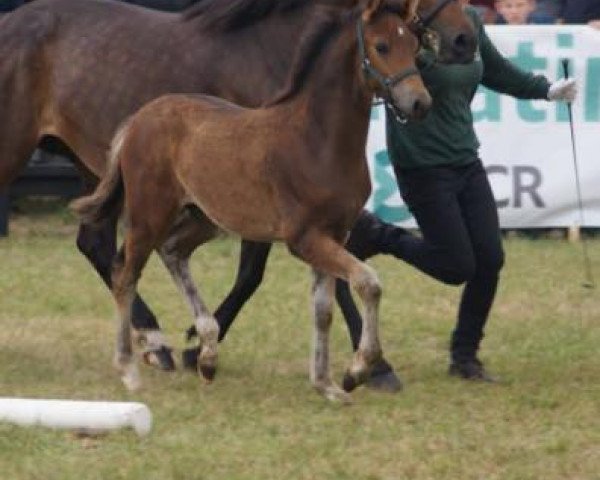 stallion Magic Mike XXL (New Forest Pony, 2015, from Manolo)