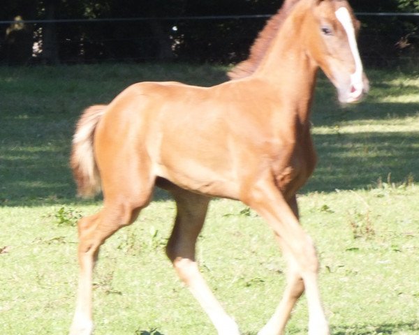 horse Quintus (Westphalian, 2016, from Quotenkoenig 2)