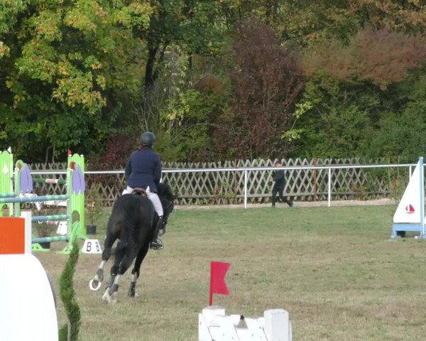 Reitturnier Wernigerode 2019