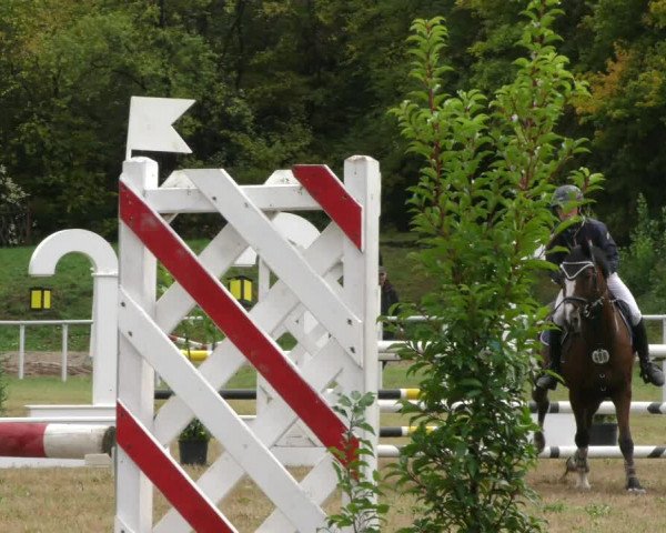 Reitturnier Wernigerode 2019
