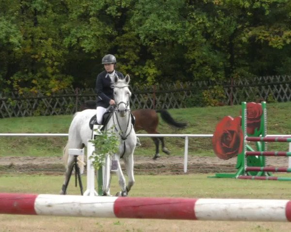 Reitturnier Wernigerode 2019