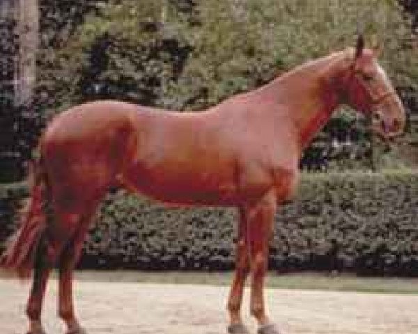 Deckhengst Alfa d'Elle (Selle Français, 1988, von Grand Veneur) Deckhengst Alfa d'Elle (Selle Français, 1988, von Grand Veneur)