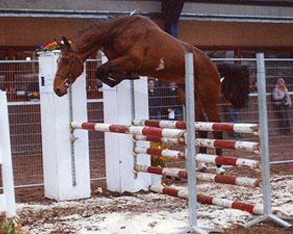 Deckhengst Figaro du Ri d'Asse (Belgisches Warmblut, 2004, von Thunder van de Zuuthoeve)