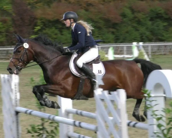 Reitturnier Wernigerode 2019
