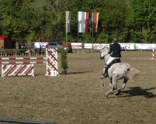 Reitturnier Wernigerode 2019