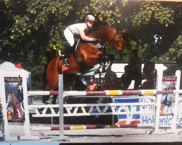 jumper Quintino 14 (Oldenburg show jumper, 2009, from Quintender 2)