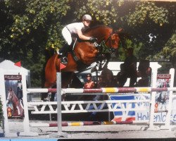 Springpferd Quintino 14 (Oldenburger Springpferd, 2009, von Quintender 2)