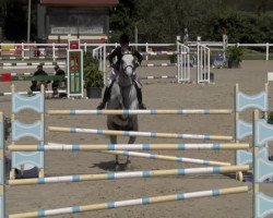 jumper Trocadero D'Eden (Selle Français, 2007, from Airborne Montecillo)