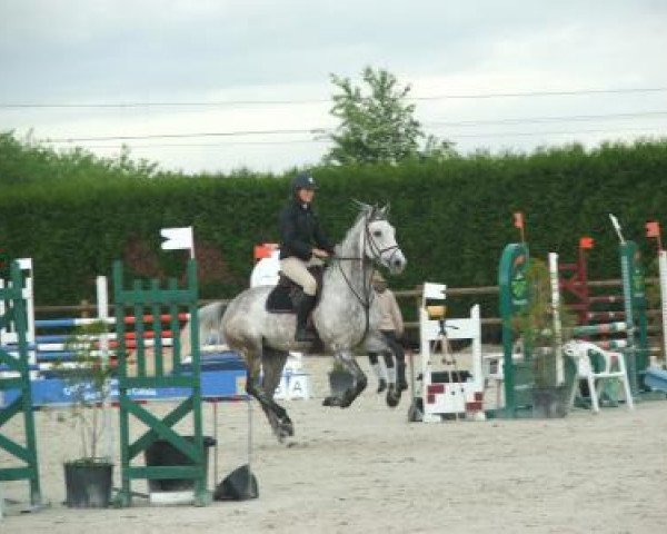 Springpferd Urkham du Bosc (Selle Français, 2008, von Airborne Montecillo)