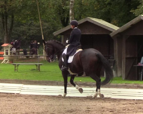 Reitturnier Wedel-Catharinenhof 2019