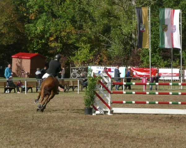 Reitturnier Wernigerode 2019