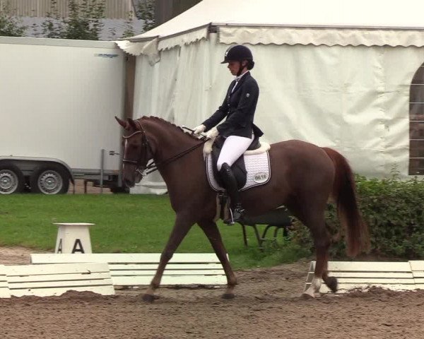Reitturnier Wedel-Catharinenhof 2019