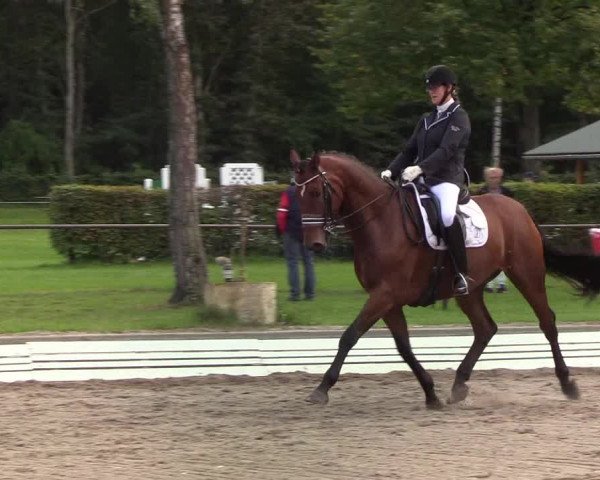 Reitturnier Wedel-Catharinenhof 2019