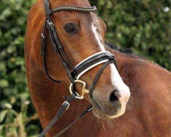 dressage horse Zaunkönig 6 (Oldenburg, 2008, from Zack)