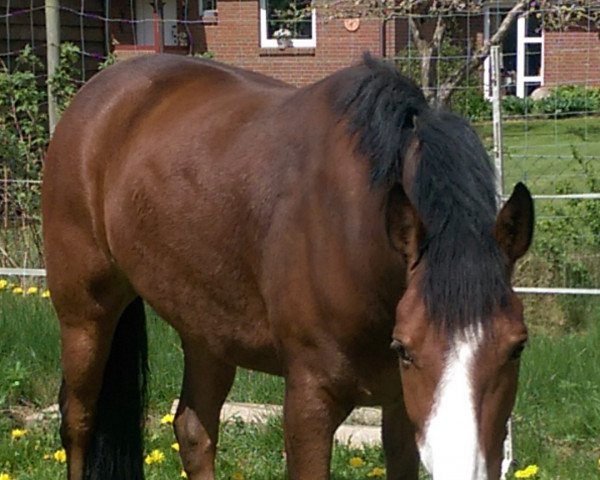 Dressurpferd Manrico (Deutsches Reitpony, 2007, von Auheim's Maximus) Dressurpferd Manrico (Deutsches Reitpony, 2007, von Auheim's Maximus)