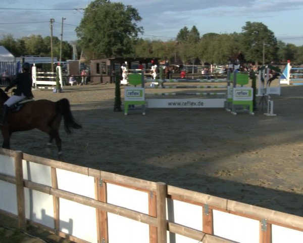 Reitturnier Lüdinghausen-Westrup 2019