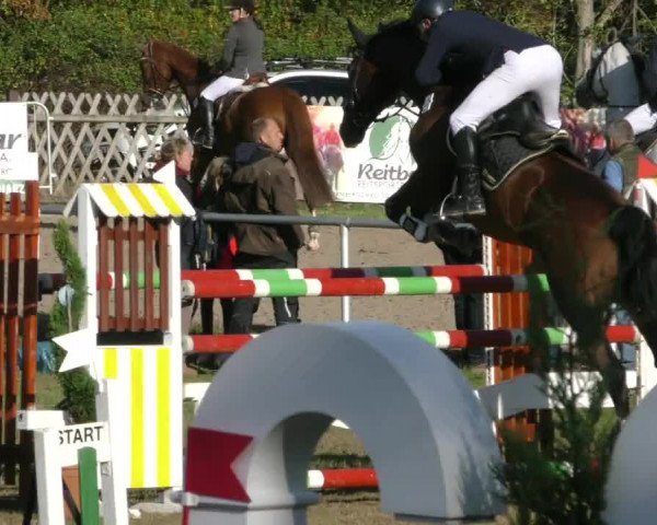 Reitturnier Wernigerode 2019