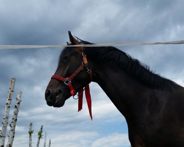 horse Luke Skywalker (Zweibrücken, 2013, from Lord Leopold 7)