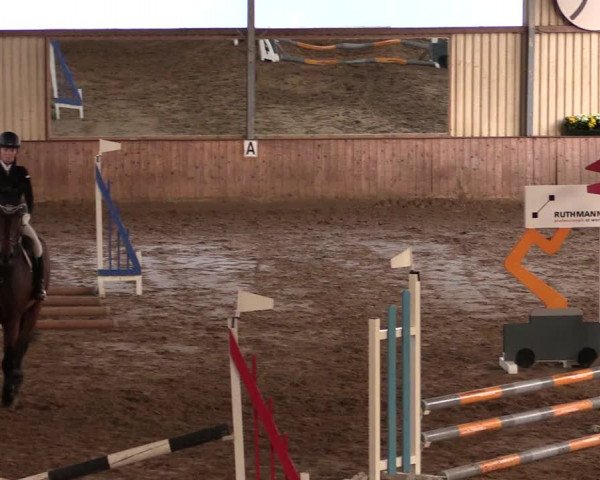 Reitturnier Lüdinghausen-Westrup 2019