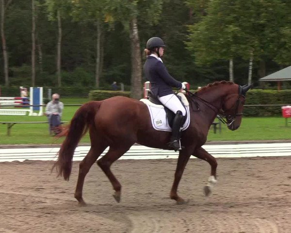 Reitturnier Wedel-Catharinenhof 2019