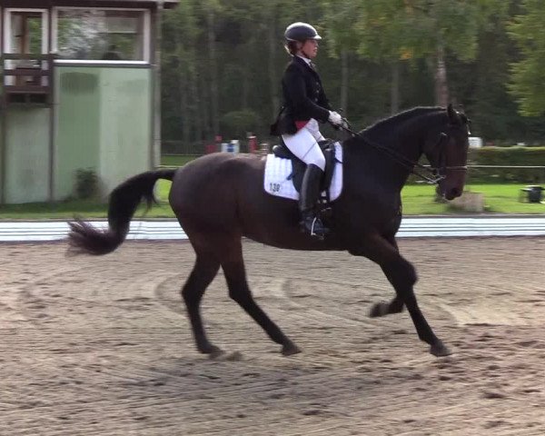Reitturnier Wedel-Catharinenhof 2019