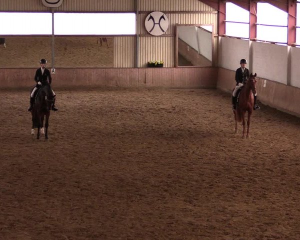Reitturnier Lüdinghausen-Westrup 2019