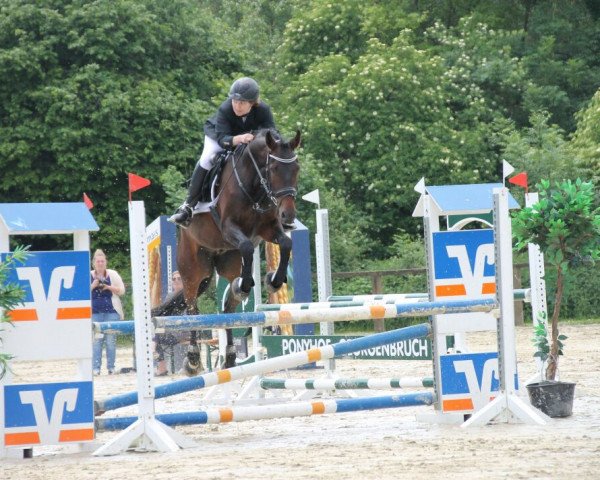 Springpferd Pitch-Black (Westfale, 2010, von Primeur's As)