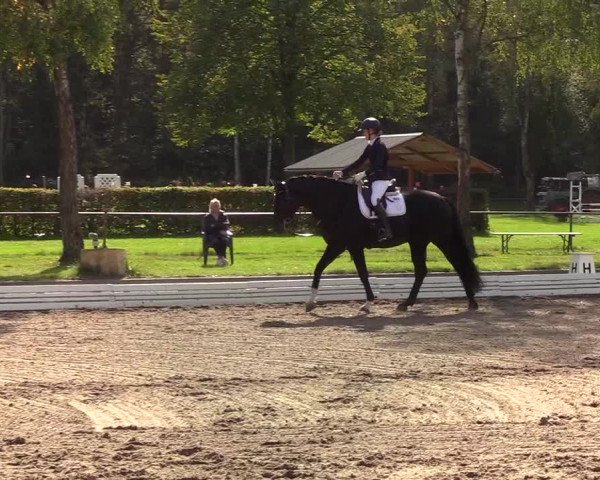Reitturnier Wedel-Catharinenhof 2019