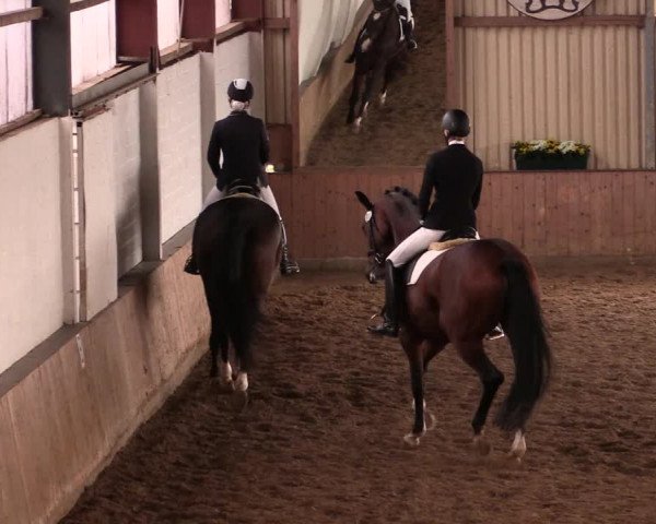 Reitturnier Lüdinghausen-Westrup 2019