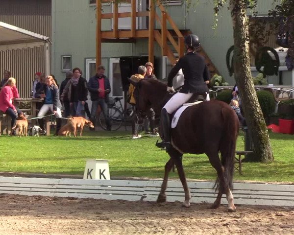 Reitturnier Wedel-Catharinenhof 2019