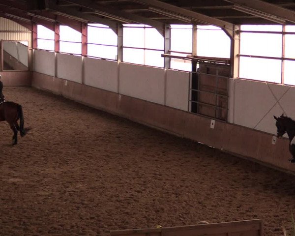 Reitturnier Lüdinghausen-Westrup 2019
