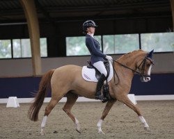 dressage horse Charina du Bois (Nederlands Rijpaarden en Pony, 2003, from Danny Gold)