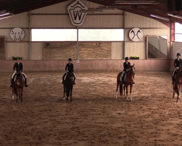 Reitturnier Lüdinghausen-Westrup 2019